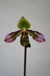 Paphiopedilum hookerae 